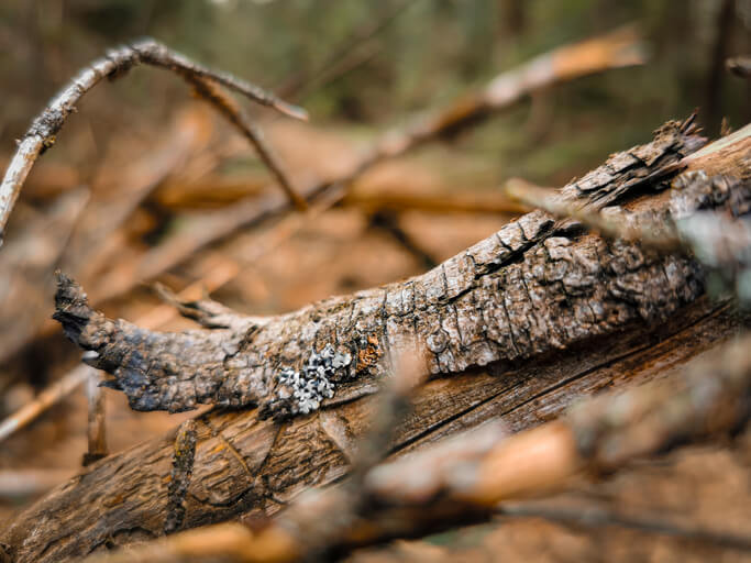 Das Häckselmaterial vor dem Häckseln antrocknen lassen