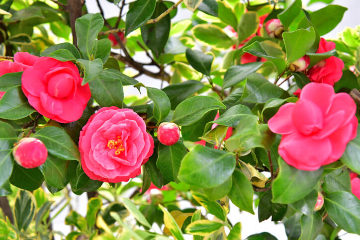 Das Substrat für Camelia Japonica
