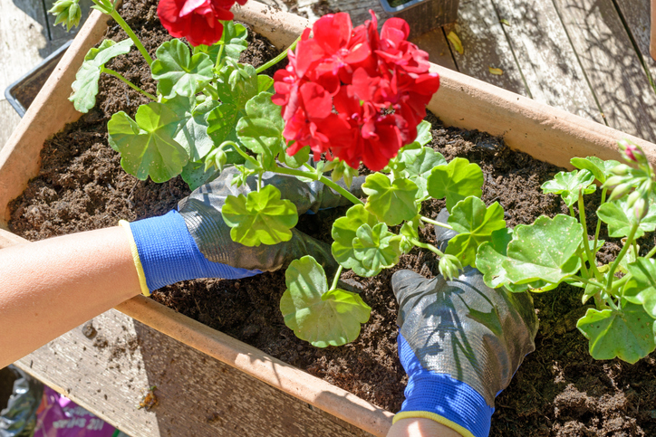 Das Umtopfen der Geranien
