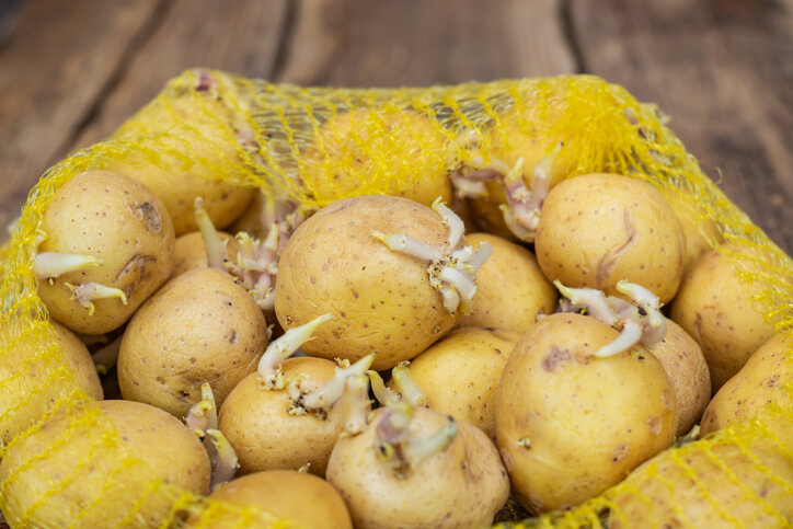 Das Vorkeimen der Kartoffelknollen