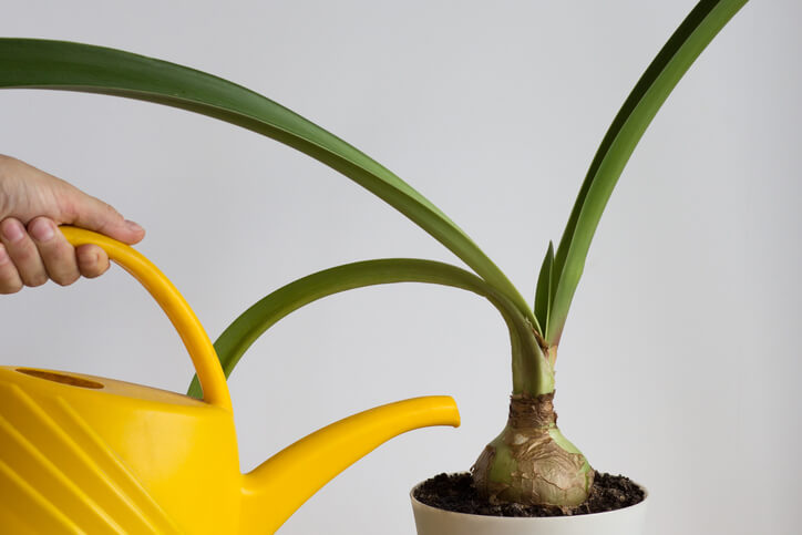 Das richtige Düngen der Amaryllis, Rittersterne
