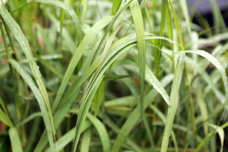 Das richtige Substrat