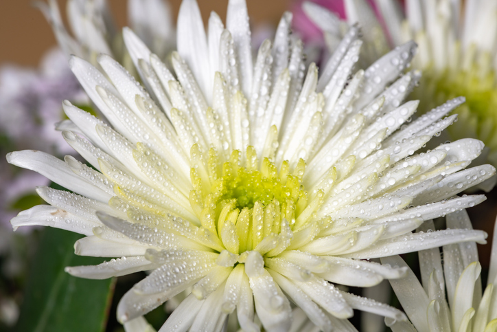 Deko Chrysanthemen brauchen viel Wasser