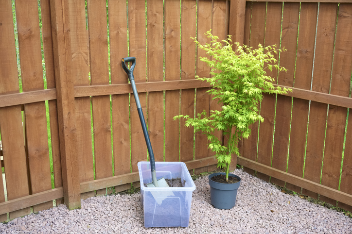 Den Ahorn im Herbst pflanzen - Standortwahl