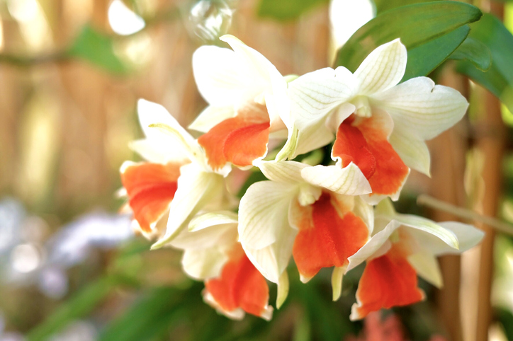 Dendrobium-Orchidee schneiden - Zeitpunkt und Anleitung