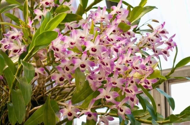 Dendrobium nobile richtig vermehren