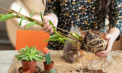 Dendrobium umtopfen - so einfach geht es