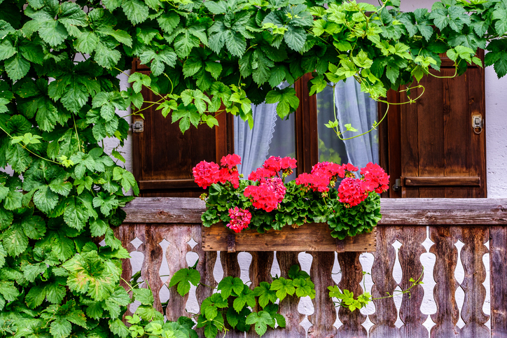Der Hopfen als Schattenspender