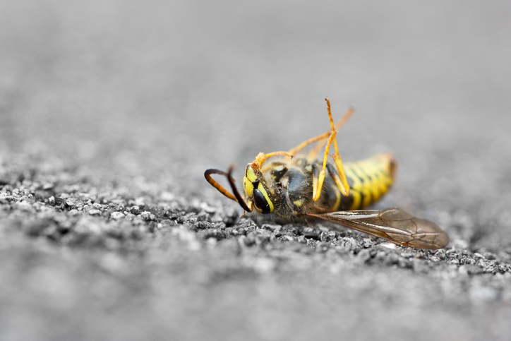 Der Lebenszyklus der Wespen endet im Herbst