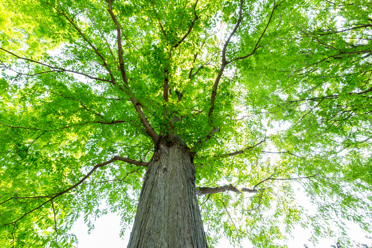 Der Urweltmammutbaum - Metasequoia glyptostroboides