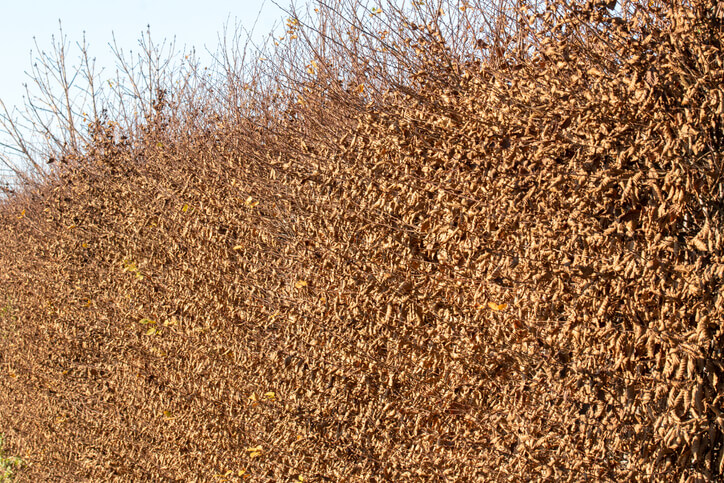 Der Verjüngungsschnitt