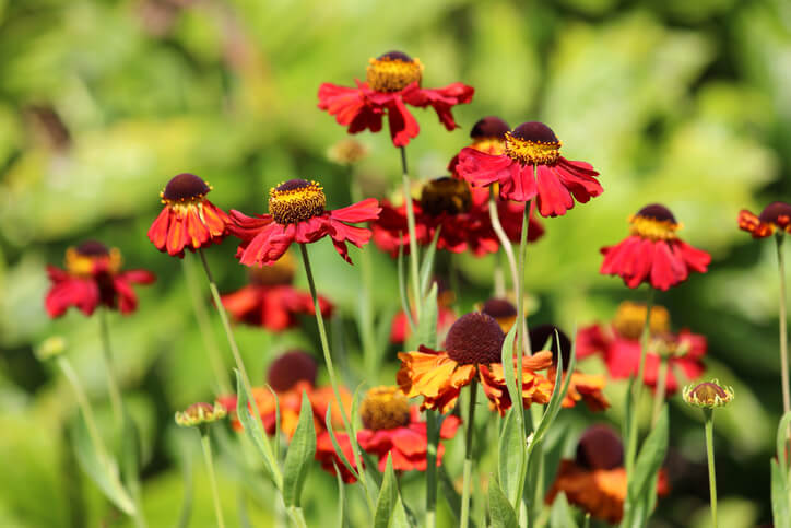 Der beste Standort für die Staude