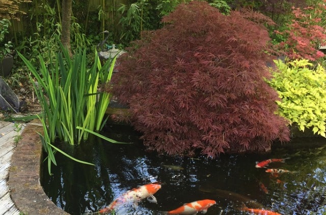 Der biologische Pflanzenfilter im Teich