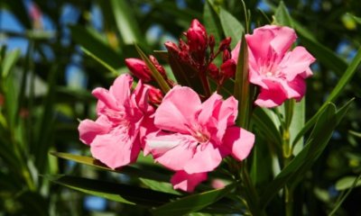 Der ideale Oleander Standort - im Halbschatten oder in der Sonne