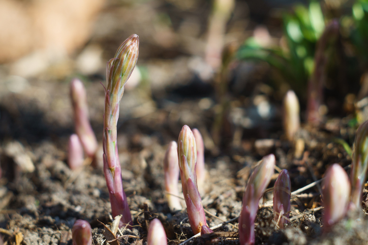 Der richtige Boden für Spargel im Garten