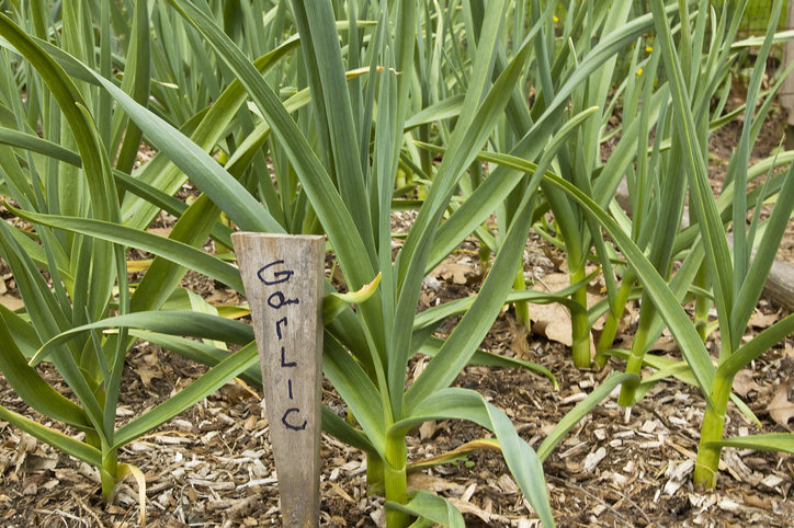 Der richtige Ort zum Pflanzen