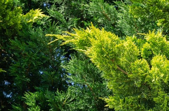 Der richtige Schnitt für die Leyland-Zypresse