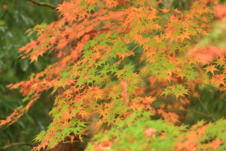 Der richtige Zeitpunkt für die Düngung