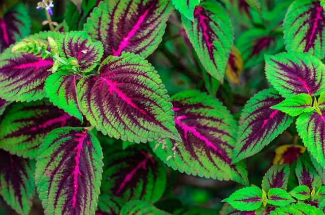 Die Anzucht und Pflege von Buntnesseln