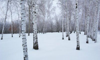 Die Birke im Winter pflegen