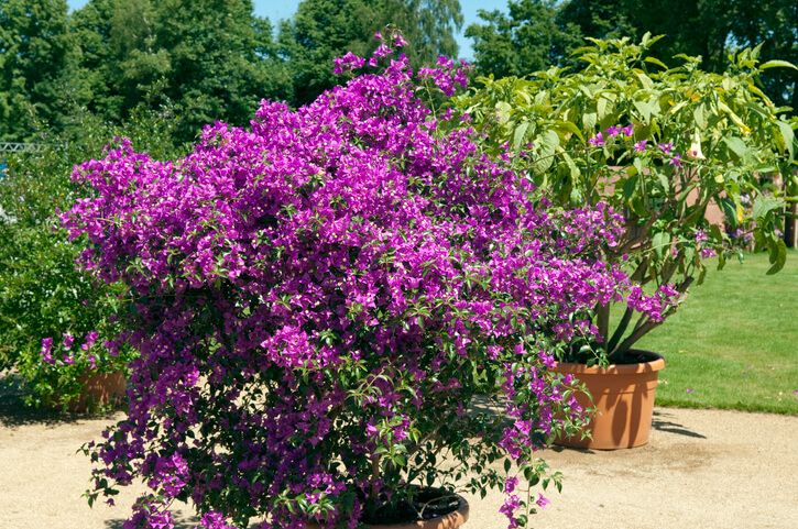 Die Bougainvillea als Kübelpflanze- was beachten