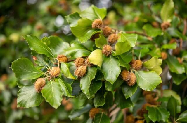 Die Buche im Winter richtig pflegen