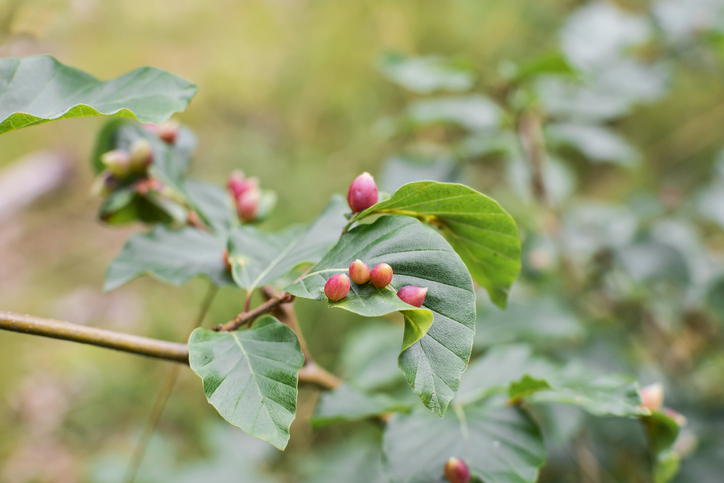 Die Buchengallmücke