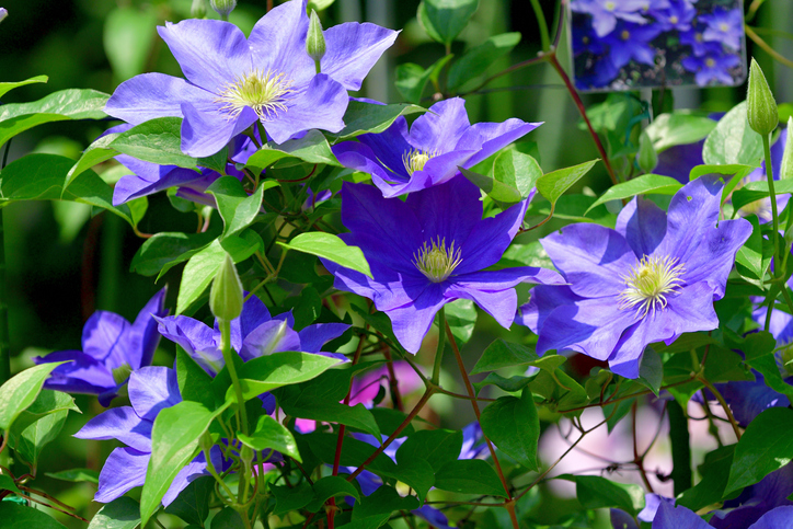 Die Clematis - der imposante Kletterkünstler
