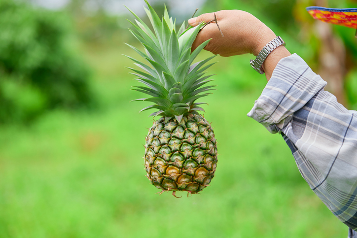 Die Ernte der Ananas