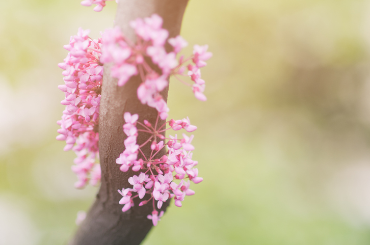 Die Erziehung zum Bonsai