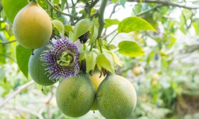 Die Frucht der Passionsblume - Alles was Sie wissen sollten
