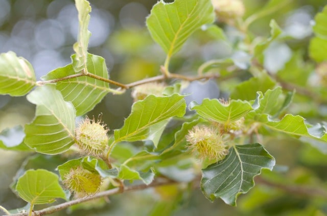 Die Früchte der Blutbuche