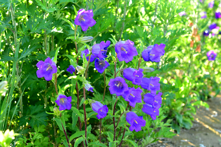 Die Glockenblume radikal zurückschneiden