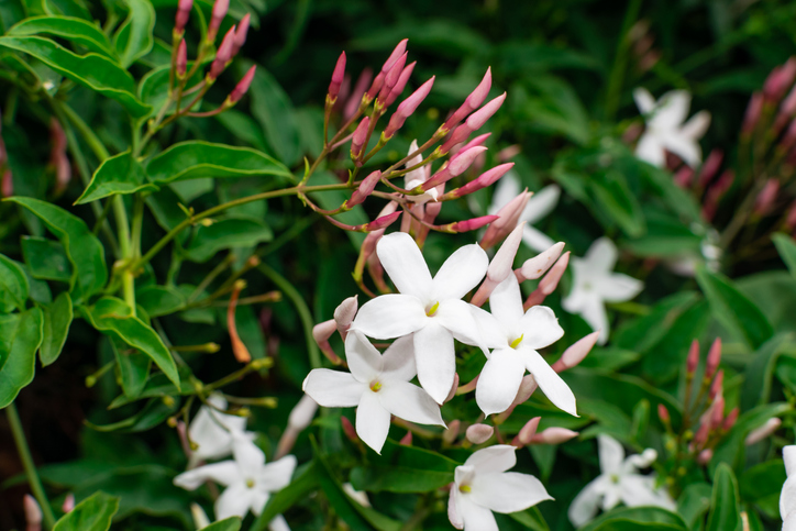 Die Herkunft von Jasminum officinale