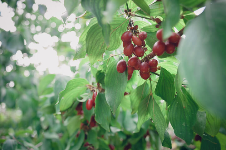 Die Kornelkirsche - die gesunde Beere aus dem Kaukasus