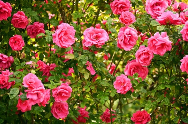 Die Kosten für Rosen - deshalb kosten edle Rosen so viel