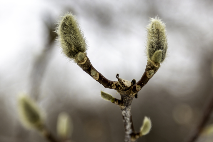 Die Magnolie ist zu jung