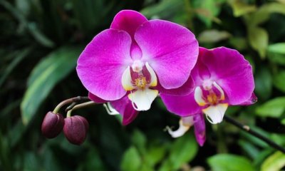 Die Orchidee bildet keine neuen Blüten - das können Sie tun