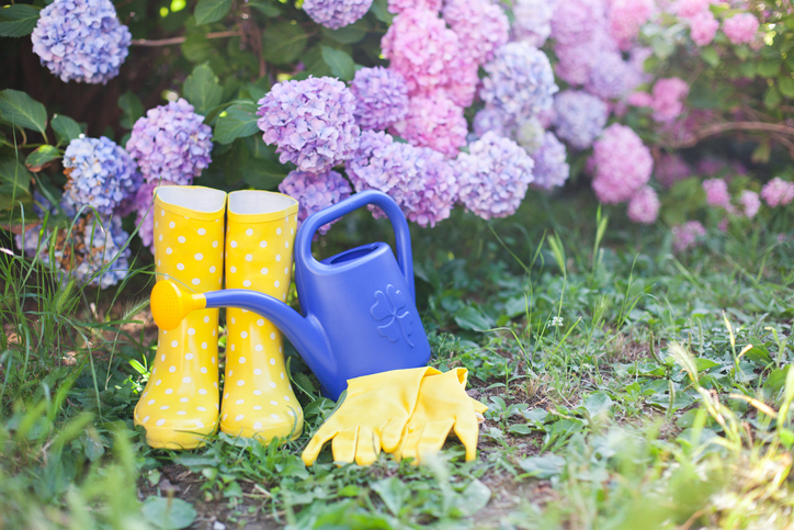 Die Pflege der Freiland-Hortensie