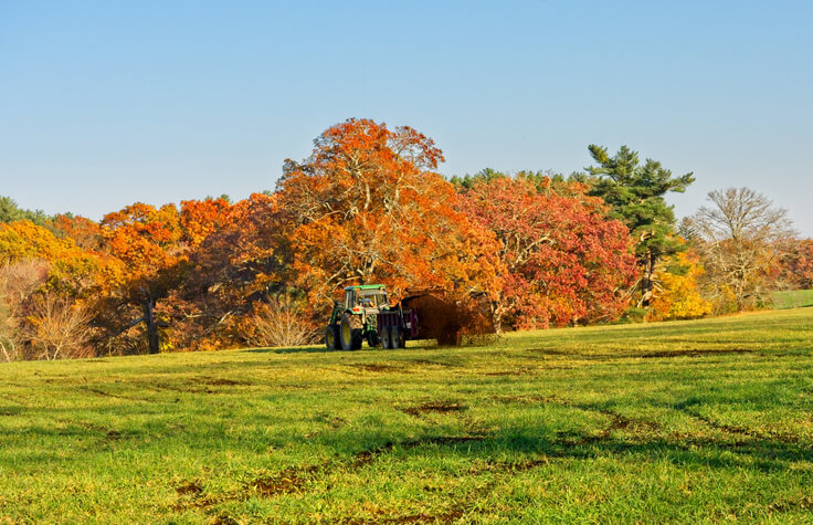 Die Pflege der Weide