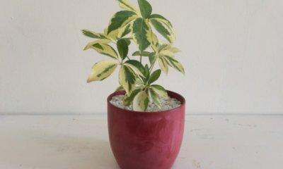 Die Schefflera vermehren - mit diesen Methoden gelingt es Ihnen