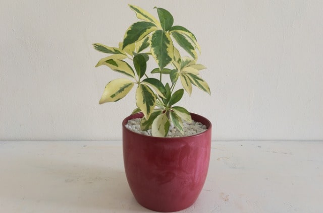 Die Schefflera vermehren - mit diesen Methoden gelingt es Ihnen