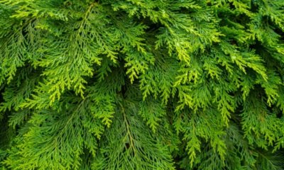 Die Thuja Brabant färbt sich braun - das können Sie tun