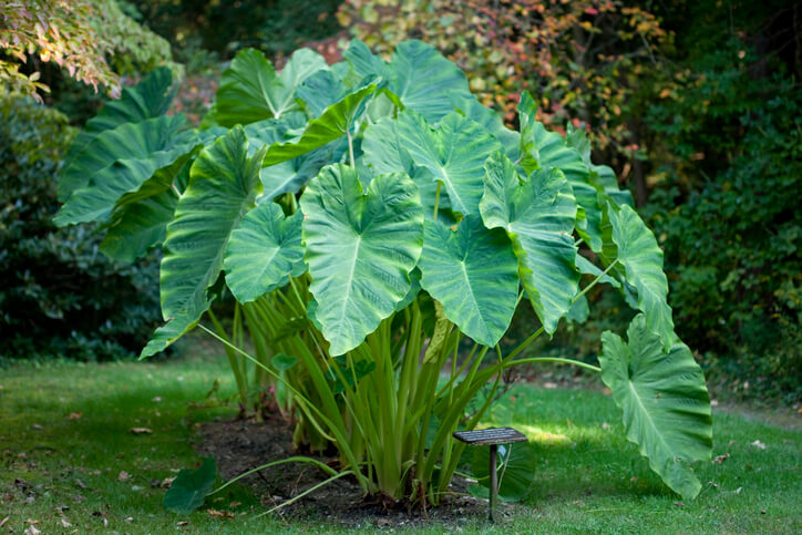 Die Vermehrung durch Brutzwiebeln