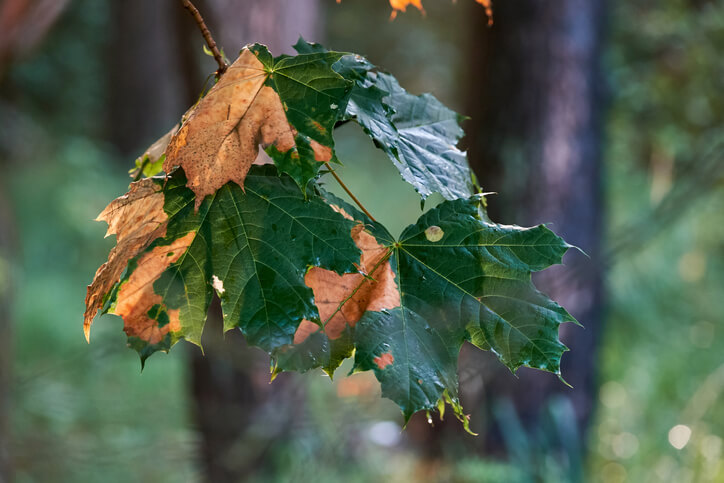 Die Verticillium-Welke