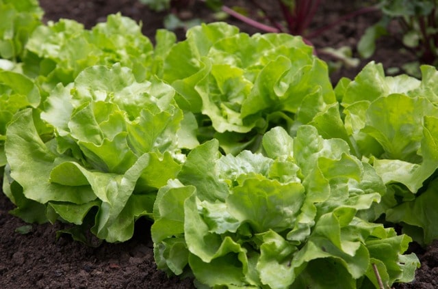 Die besten Kopfsalat-Sorten im Überblick