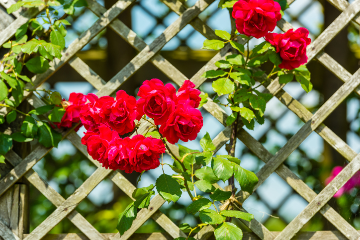 Die einzelnen Kletterrosen im Detail