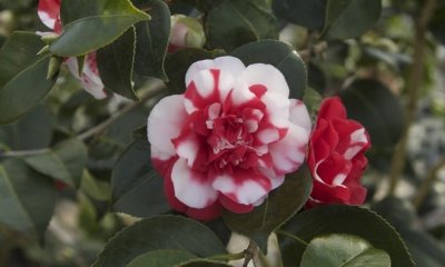 Die optimale Pflege für Camellia Japonica
