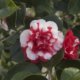 Die optimale Pflege für Camellia Japonica