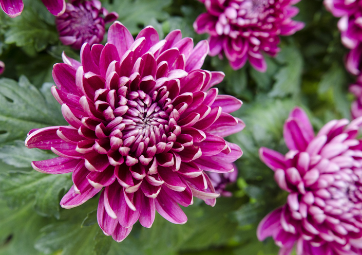 Die pflegeleichten Deko Chrysanthemen